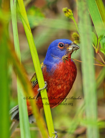 Passerina ciris  PAINTED BUNTING 12627z