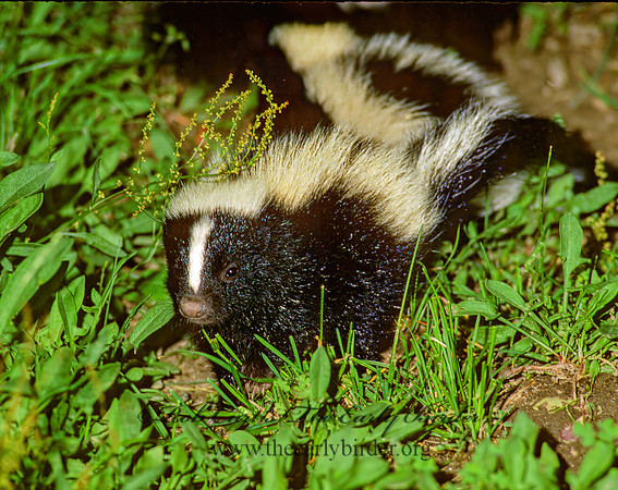 Mephistis mephistis  STRIPED SKUNK 28810z