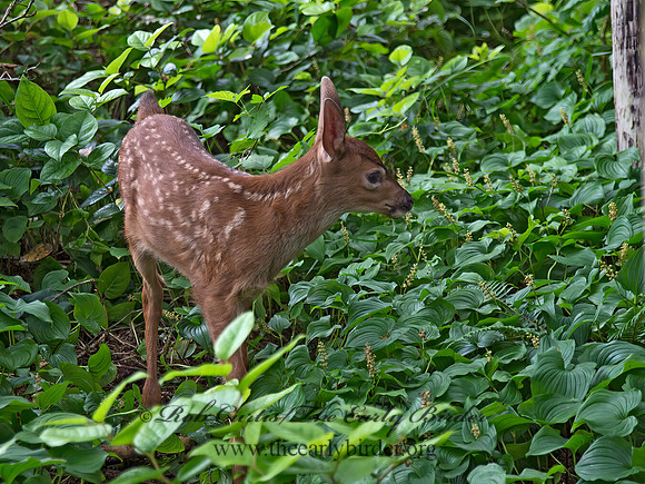Odocoileus hemionus columbianus  COLUMBIAN BLACK-TAILED DEER 9060604z