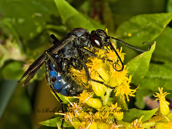 Anoplius lepidus atramentarius 5016150z