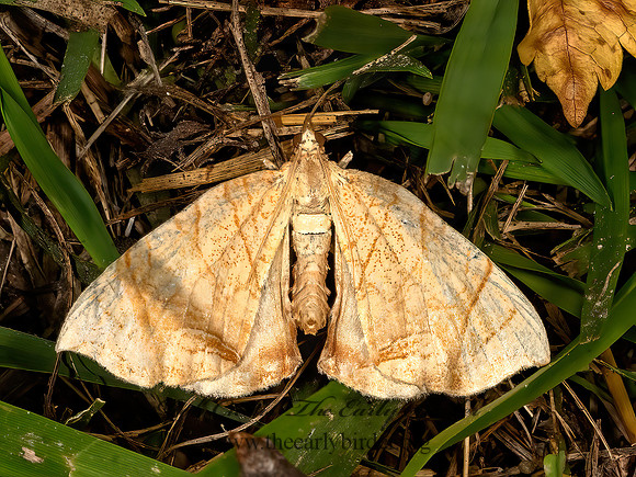 Eulithis gracilineata~  LESSER GRAPEVINE LOOPER 3041268z