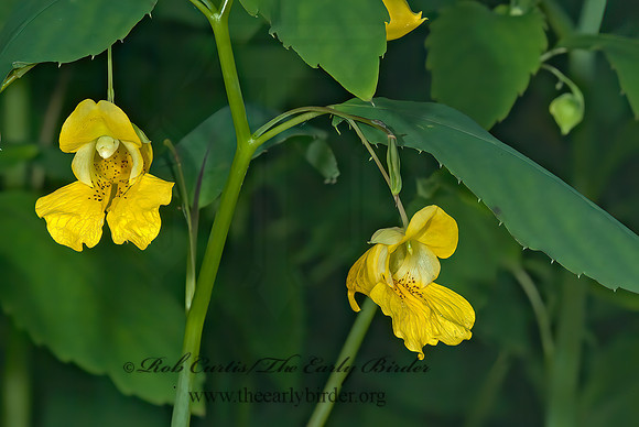 Impatiens pallida  YELLOW JEWELWEED 4003087z