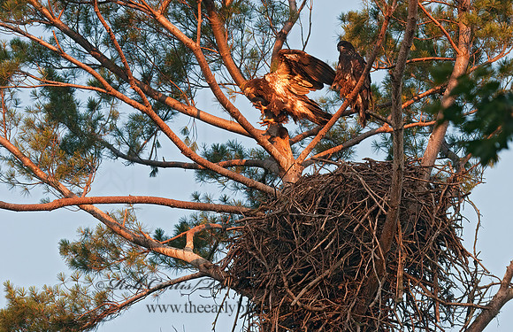 Haliaeetus leucocephalus  BALD EAGLE 3002835z
