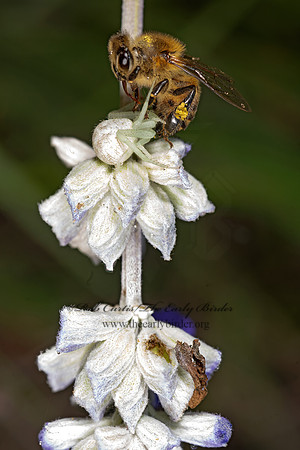 Salvia farinacea  MEALYCUP SAGE 3035752z
