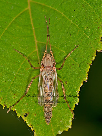 Chironomus  MIDGE 9052610z