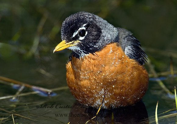 Turdus migratorius  AMERICAN ROBIN 5006810z