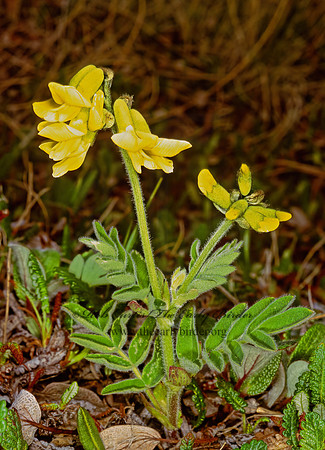 Artragalus umbellatus  HAIRY ARCTIC MILK VETCH 240333z