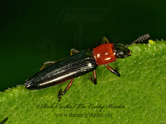 Languria angustata  LIZARD BEETLE 9069054z