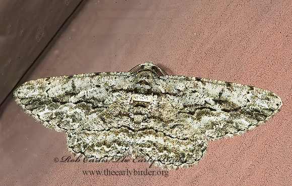 Anavitrinella pampinaria COMMON GRAY 5014216z