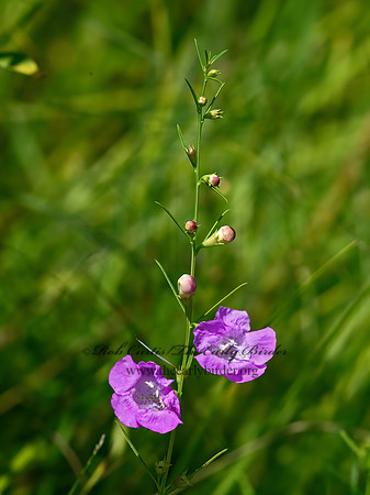 Agalinis purpurea  PURPLE FALSE FOXGLOVE 9040762z