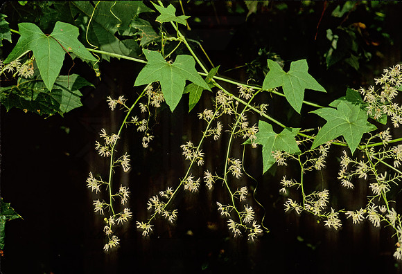 Echinocystis lobata  WILD CUCUMBER 284925z