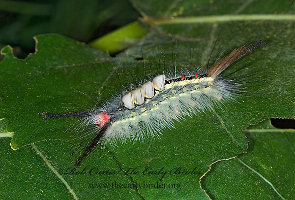 Orgyia leucostigma WHITE-MARKED TUSSOCK MOTH  6013399z.tif