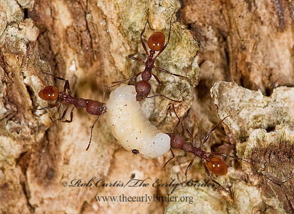 Aphaenogaster tennesseensis 8007117z