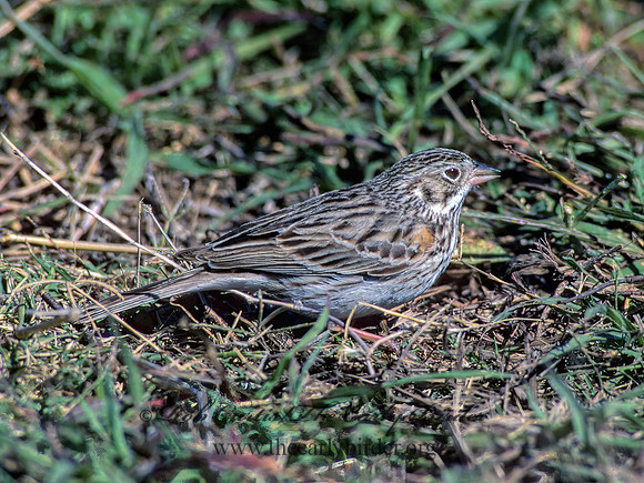 Pooecetes gramineus  VESPER SPARROW  88828z