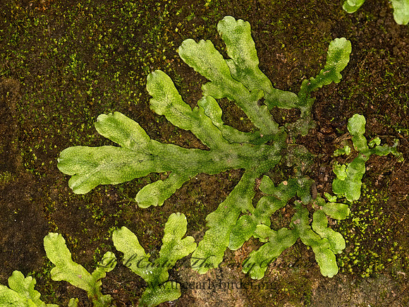 Conocephalum conicum~  THALLOSE LIVERWORT 9049729z