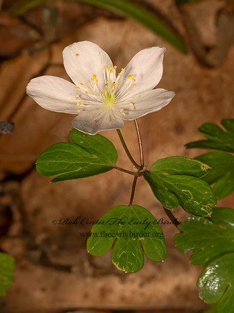 Enemion biternatum  FALSE RUE ANEMONE 9086963z