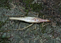 Neoxabea bipunctata  2-SPOTTED TREE CRICKET 5002070z