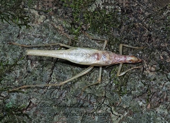 Neoxabea bipunctata  2-SPOTTED TREE CRICKET 5002070z
