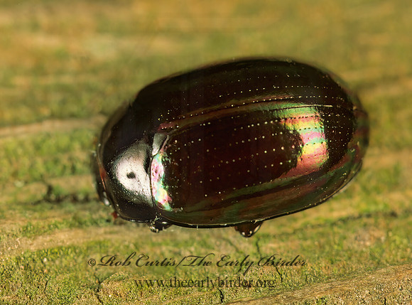 Apsida belti STENOCHIINAE DARKLING BEETLE 89522z