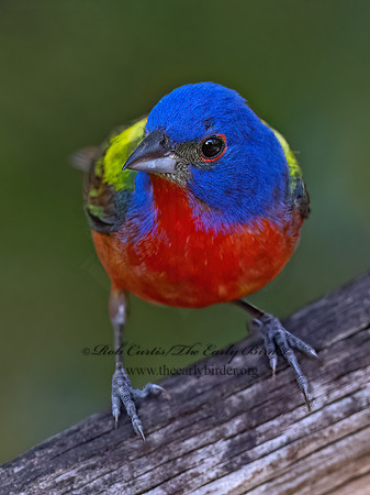 Passerina ciris  PAINTED BUNTING 3040970z