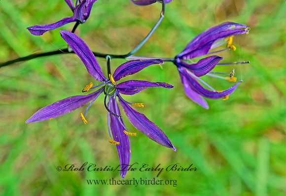 Camassia quamash  COMMON CAMASS 146925z