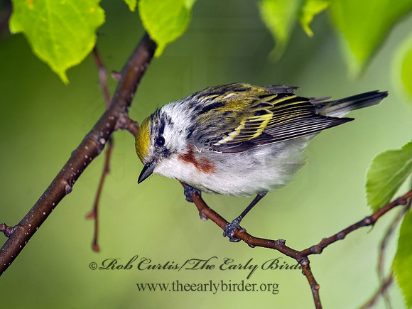 Setophaga pennsylvanica  CHESTNUT-SIDED WARBLER 8013226z