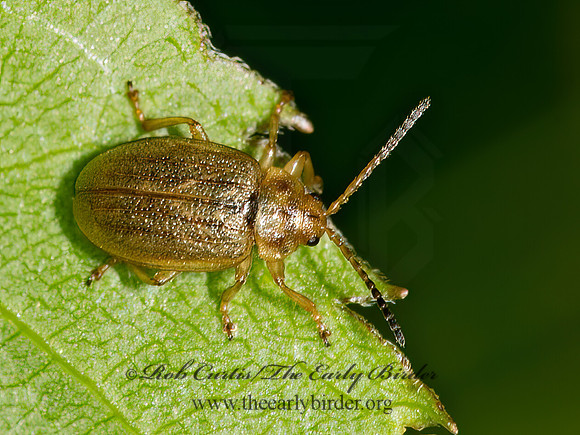 Ophraella cribrata  GALERUCINI LEAF BEETLE 9031585z