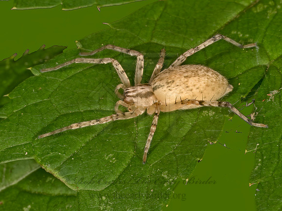 Anyphaena  GHOST SPIDER 9069027z