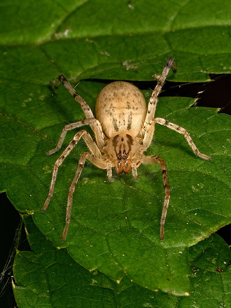 Anyphaena  GHOST SPIDER 9069026z