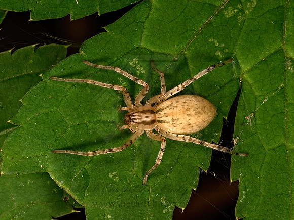 Anyphaena  GHOST SPIDER 9069021z