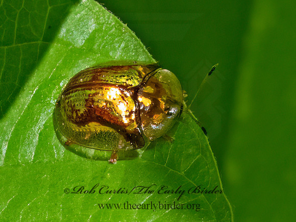 Deloyala guttata  MOTTLED TORTOISE BEETLE 9069104z
