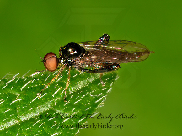 Euhybus HYBOTID DANCE FLY 9069018z