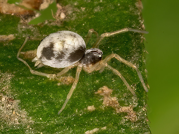 Dictynidae  MESH WEB WEAVER 9069036z