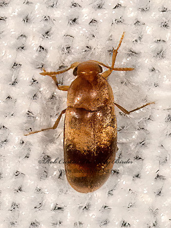 Pentaria trifasciata FALSE FLOWER BEETLE 3038035z