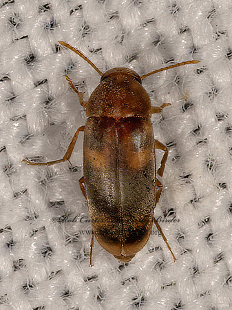 Anaspidinae  FALSE FLOWER BEETLE 3037918z