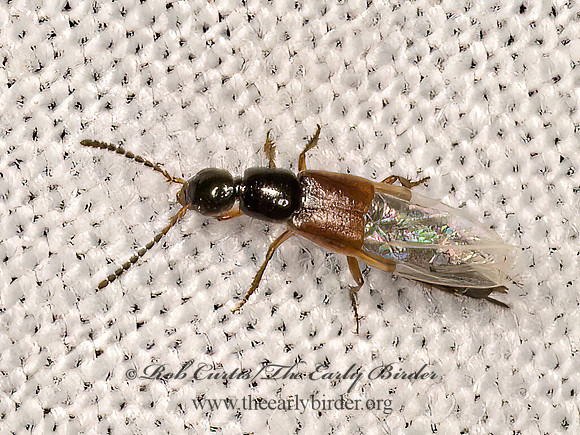 Philonthus  ROVE BEETLE 3040193z