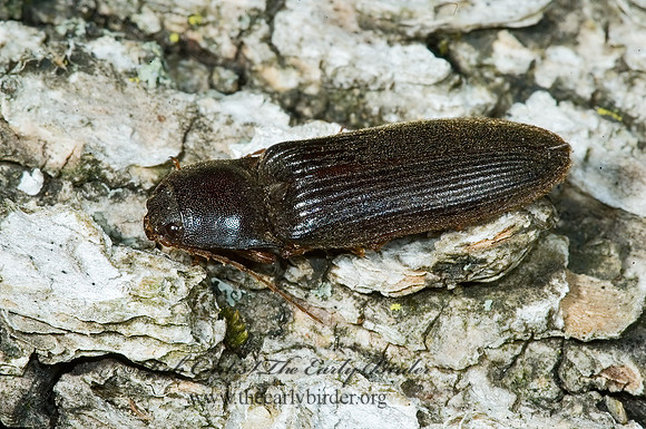 Hemicrepidius  DENDROMETRINI CLICK BEETLE 5010250z