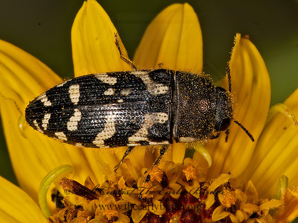 Acmaeodera mixta  METALLIC WOOD BORING BEETLE 3038810z