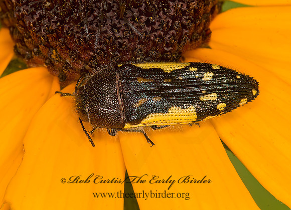 Acmaeodera  pulchella  METALLIC WOOD-BORING BEETLE 9047515z