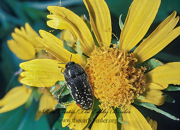 Acmaeodera miliaris 54020 z