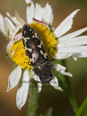 Acmaeodera mixta 6023473 z