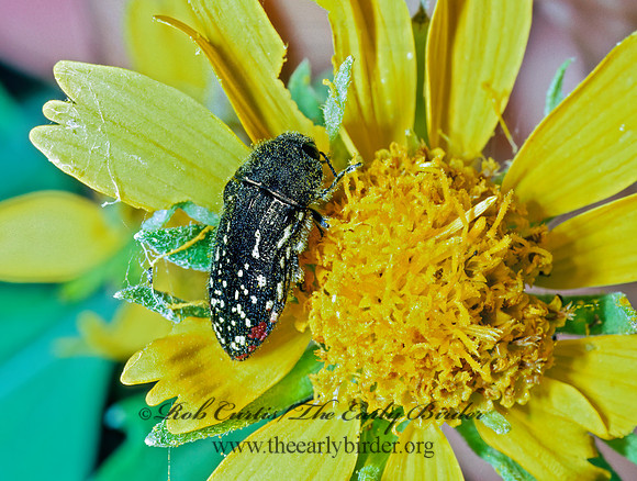 Acmaeodera miliaris 54016 z