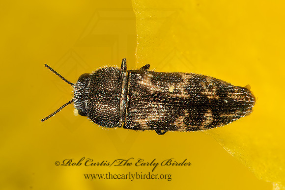 Acmaeodera neglecta neoneglecta  METALLIC WOOD-BORING BEETLE 3035790z