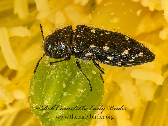 Acmaeodera ornatoides  METALLIC WOOD BORING BEETLE 3035800z