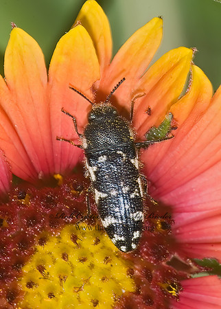 Acmaeodera obtusa 6023533 ~z