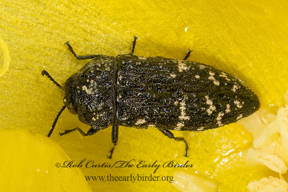 Acmaeodera ornatoides  METALLIC WOOD BORING BEETLE 3035807z