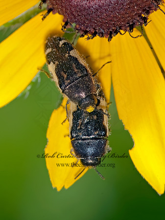 Acmaeodera pulchella 8022746z