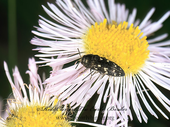 Acmaeodera tubulus 201233 z