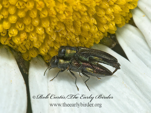 Agrilaxia flavimana 5009003 z