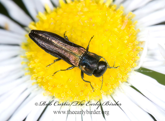 Agrilaxia flavimana 6007392 z